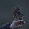 Cinematic Masterpiece Shows "Rockefeller" The Owl Being Released Into The Wild
